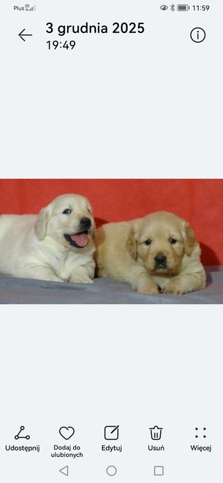 Golden retriever piesek jasno złoty