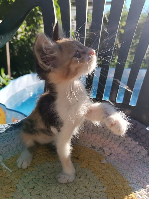 Котята , якщо ви мріяли про маленьку радість, то таке чудо не дасть вам засумувати