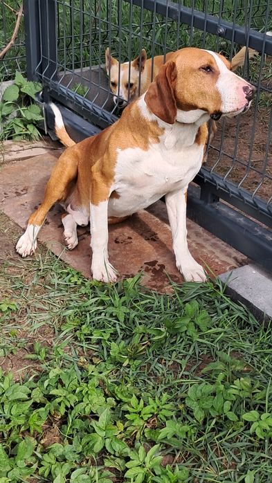 Łatek 2lata szuka domu