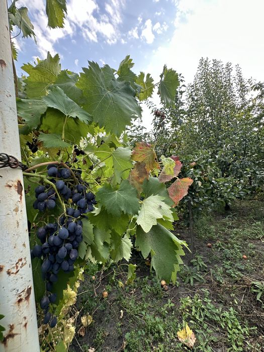 Продається дом в с.Ксаверівка, 48 соток землі, до Києва м.Теремки-40км