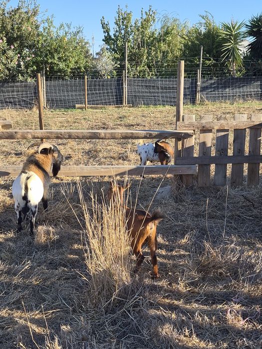 Cabras anãs _ super queridas