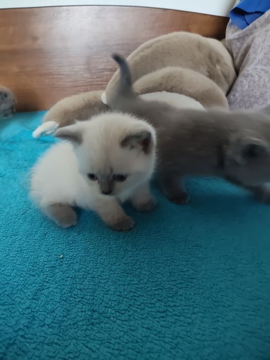 Котики прямовухі