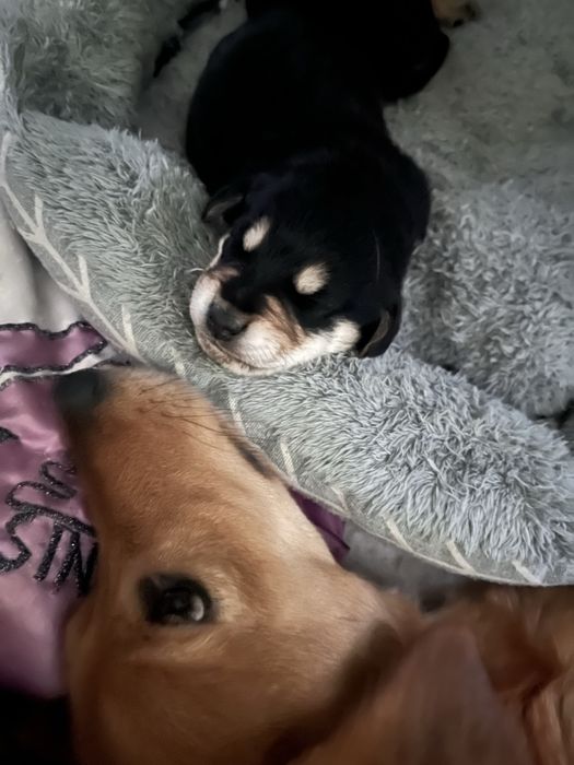 Oddam szczeniaki za darmo