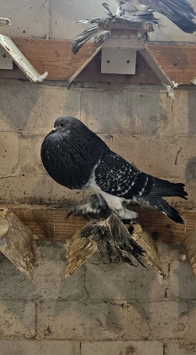 Garlacze Pomorskie Samica 24r Szek