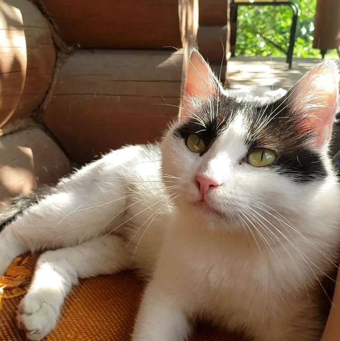 Собаки-щенки-коти