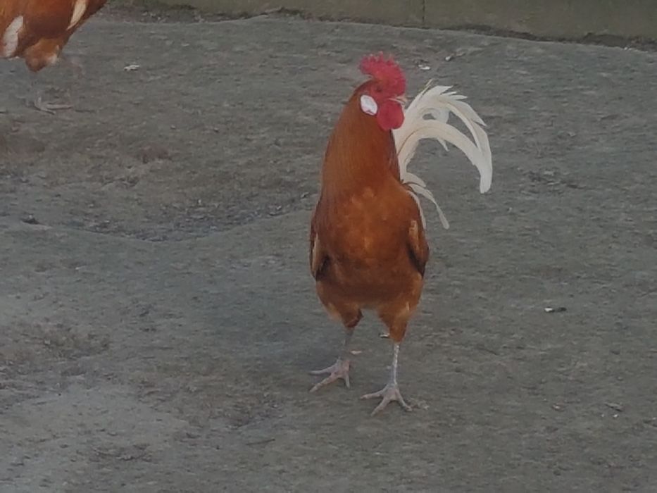 sprzedam kury fryzyjskie