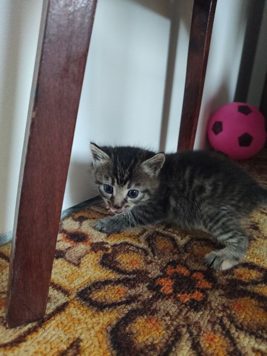 Віддам кошенят в добрі руки