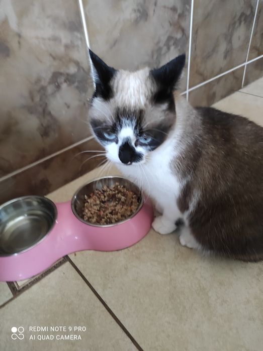 Отдам кошечку стерилизованную, очень умная и чистоплотная!