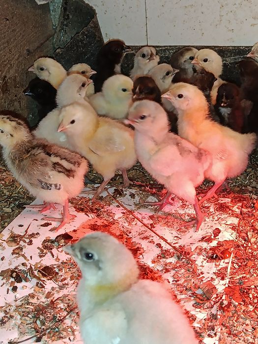 Продам добових курчат мішаних порід