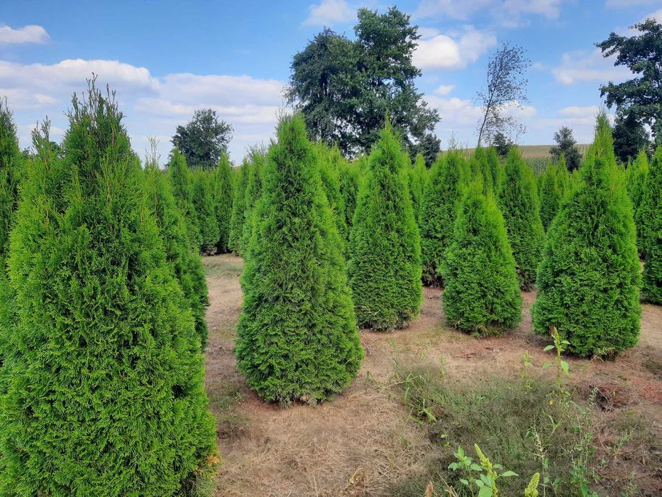 Tuje Szmaragd, Brabant, Blue Arrow do 250cm! Dowieziemy! Posadzimy!