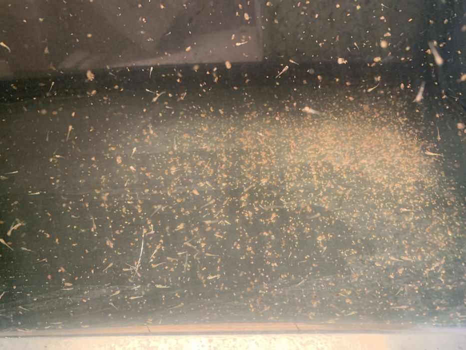 Dafnias vivas - alimento vivo para peixes