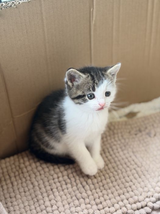Кошенята  1 місяць