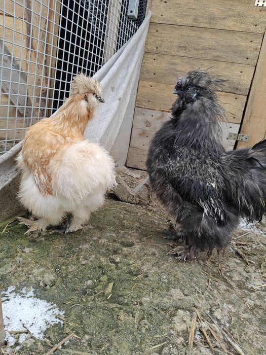 Silki kochin karzełek