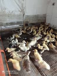 Качки, гуси, індики, курчата