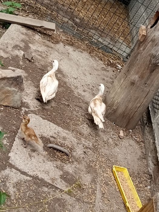 Kaczki mandarynki 2 samice+samiec + 3 młode