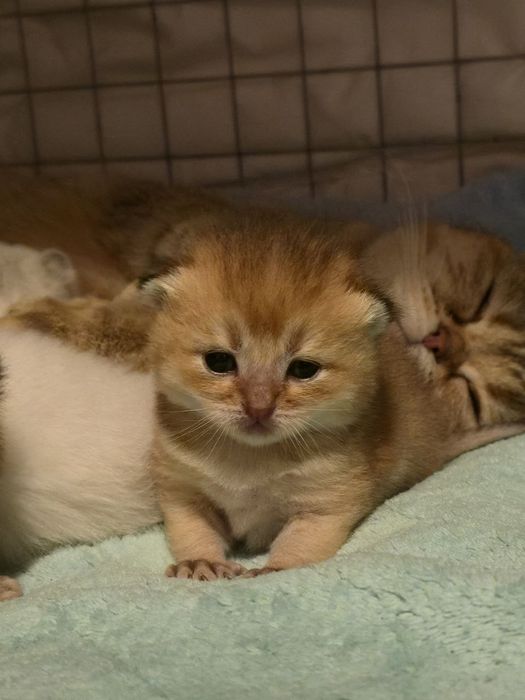 Котята кот кошка