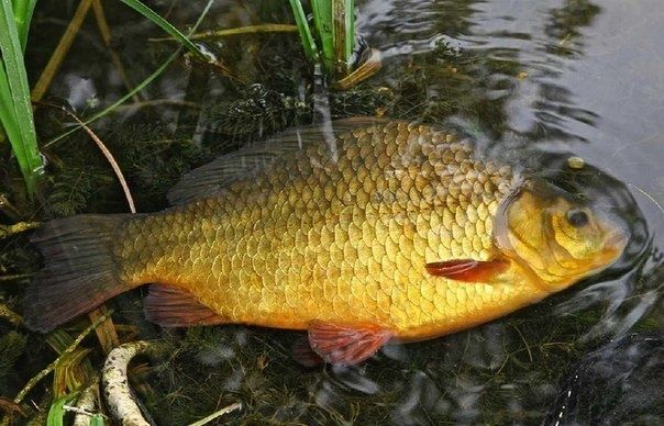 Карась золотий для розведення.