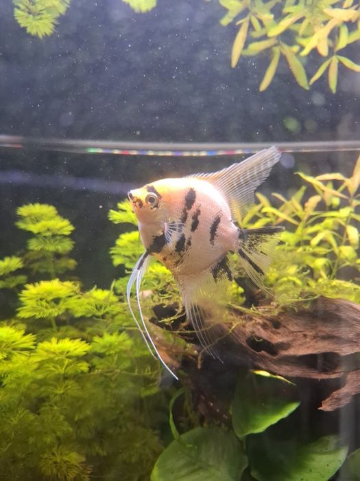 Escalar Koi (Pterophyllum scalare)