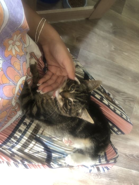 Віддам котенятко в добрі руки