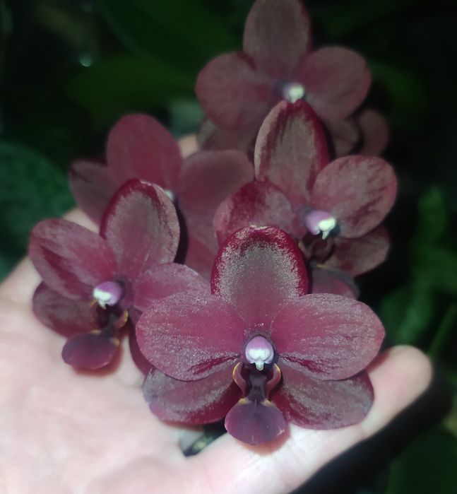 Продам орхідею black bird 2015р.