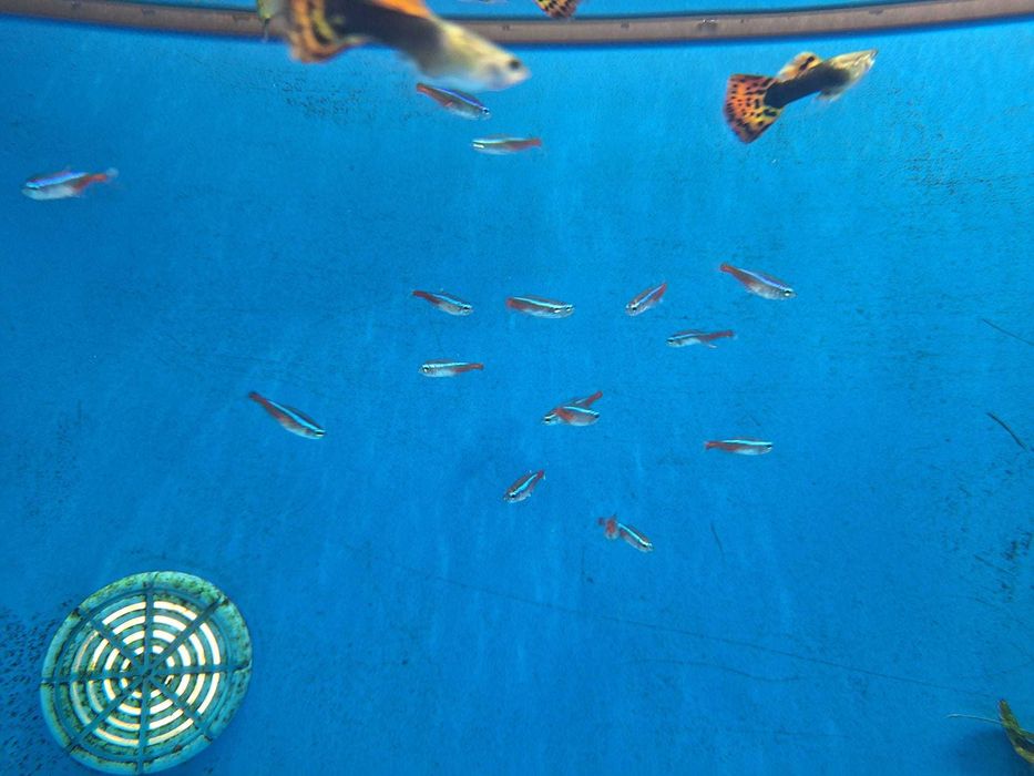 Tetra neon azul\ Paracheirodon innesi