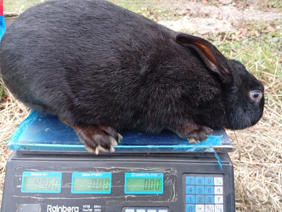 Продам кролів самець для спакри або на забій