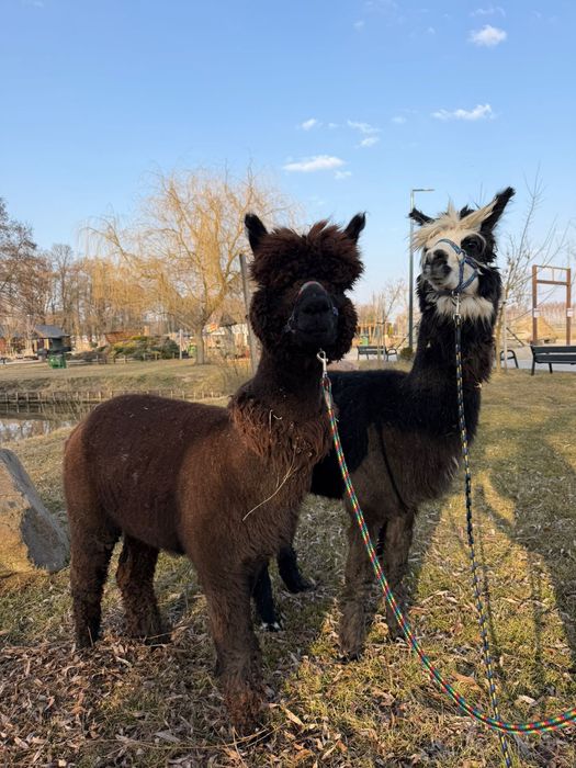 Alpaca alpaka samiec huacaya