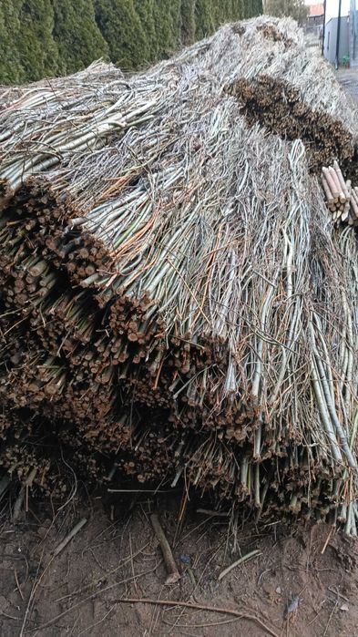 Faszyna .Kiszka faszynowa z wierzby energetycznej. Kołki