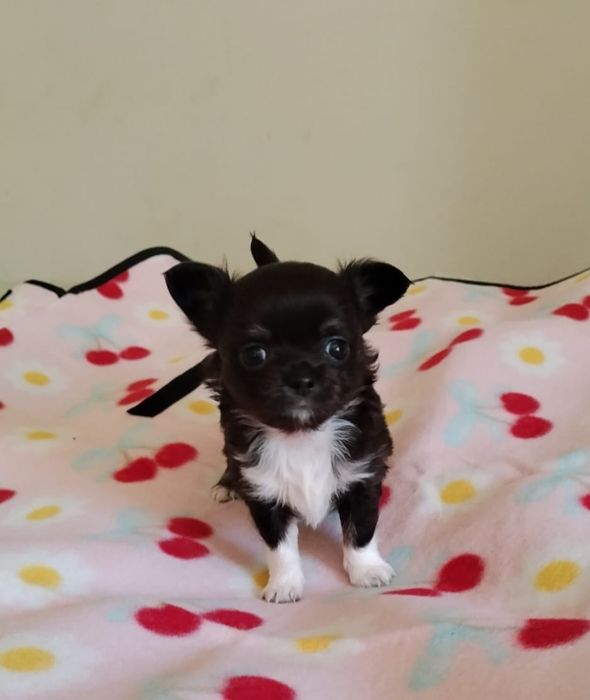 Chihuahua piesek