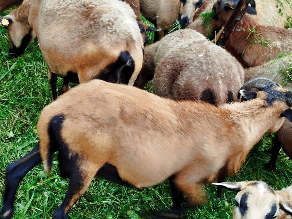 Baran tryk sprzedam 2 sztuki .