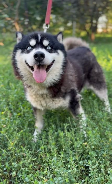 Песик Флаффі міні хаскі шукає родину