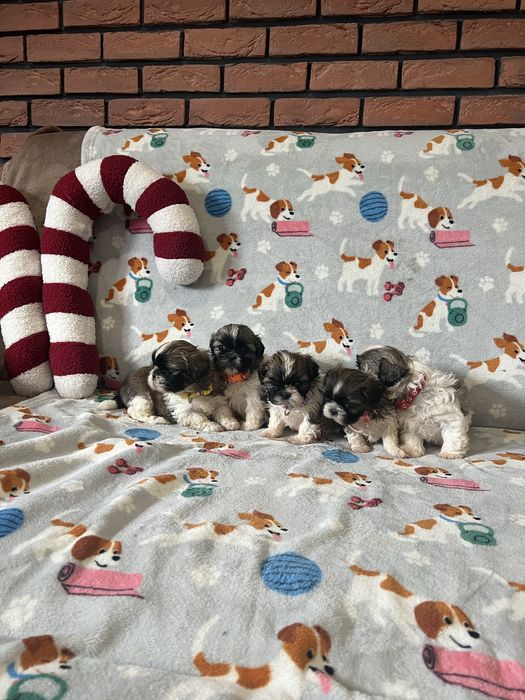 Shih tzu Śliczne Suczki tri -color rodowód chip + wyprawka