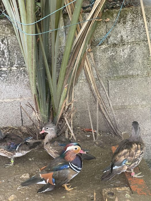 Patos ornamentais mandarins e carolinos