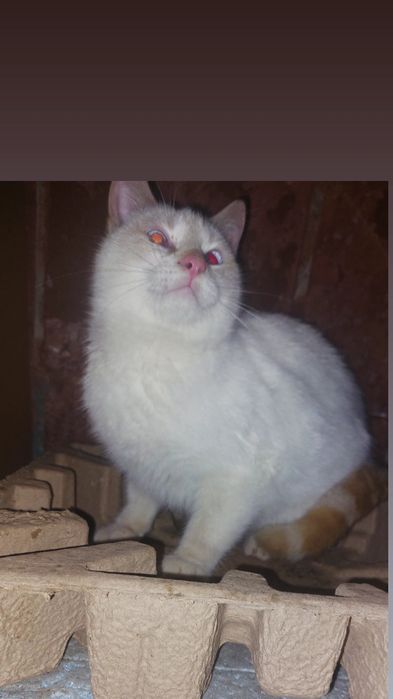 Отдам тайского голубоглазого котенка, окраса ред поинт, мальчик, 5 мес