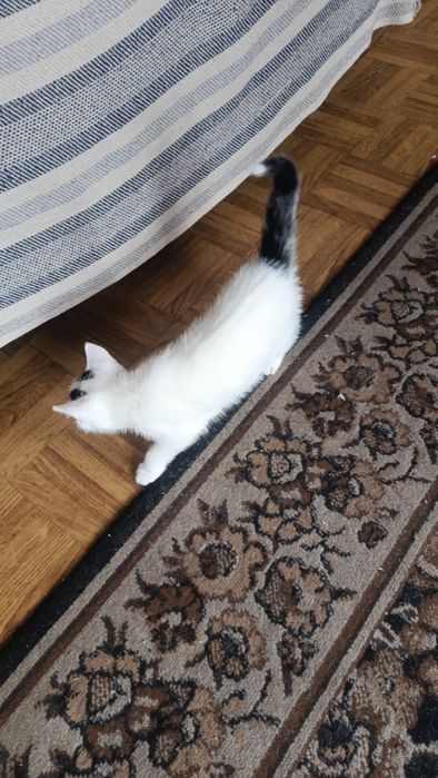 Oddam za darmo został jeden kot