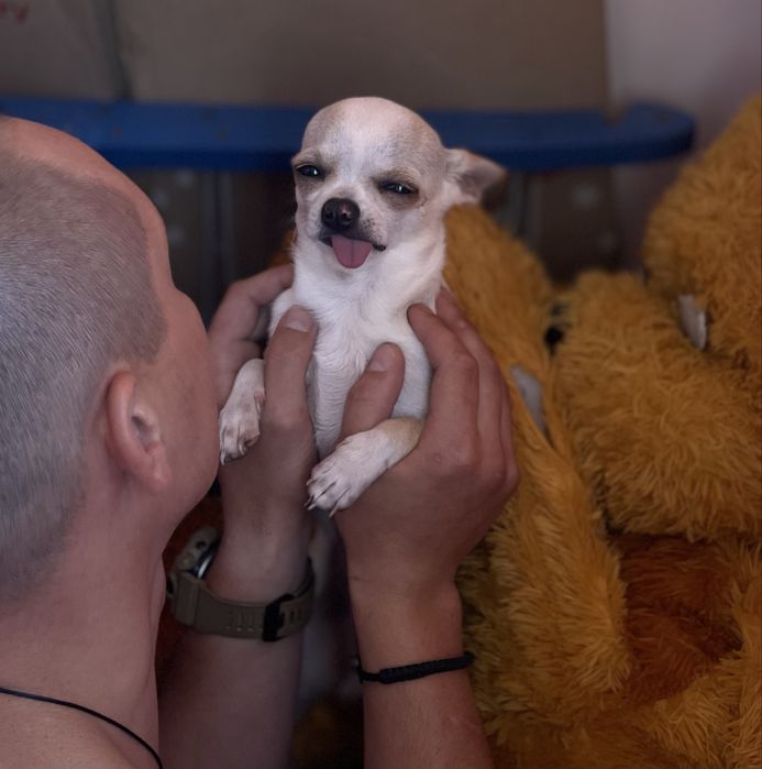 Чихуахуа хлопчик вязка