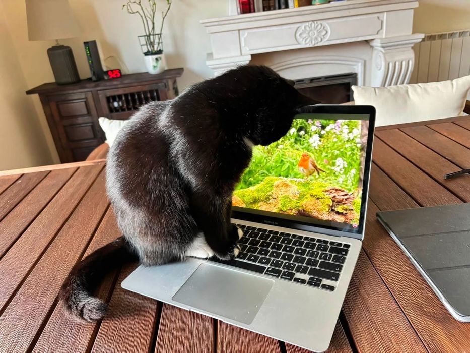 Cat for an adoption