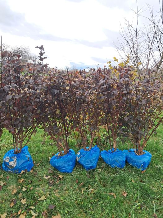 Пухироплідник калинолистий Ред Барон