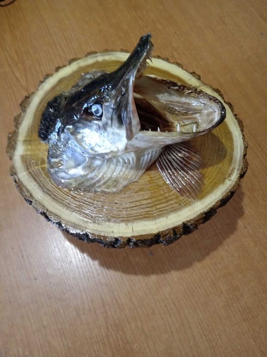 Чучело головы щуки.