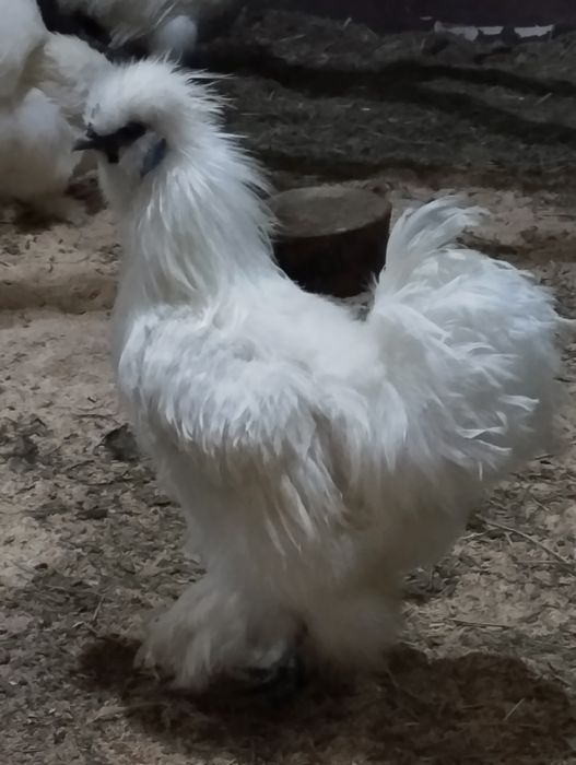 Півник Китайський Шовковий