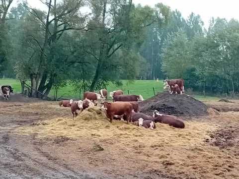 Obornik ziemia pod warzywa z obornikem transport gratis
