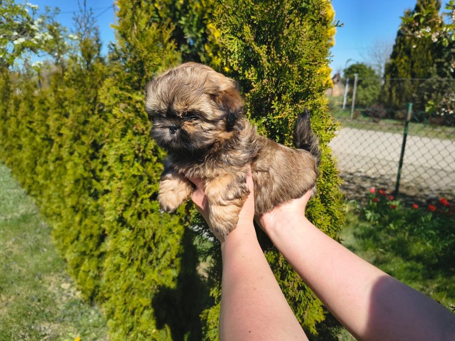 Shih Tzu Shihtzu