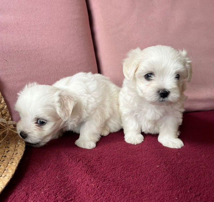 bishon frise Бішон Фрізе