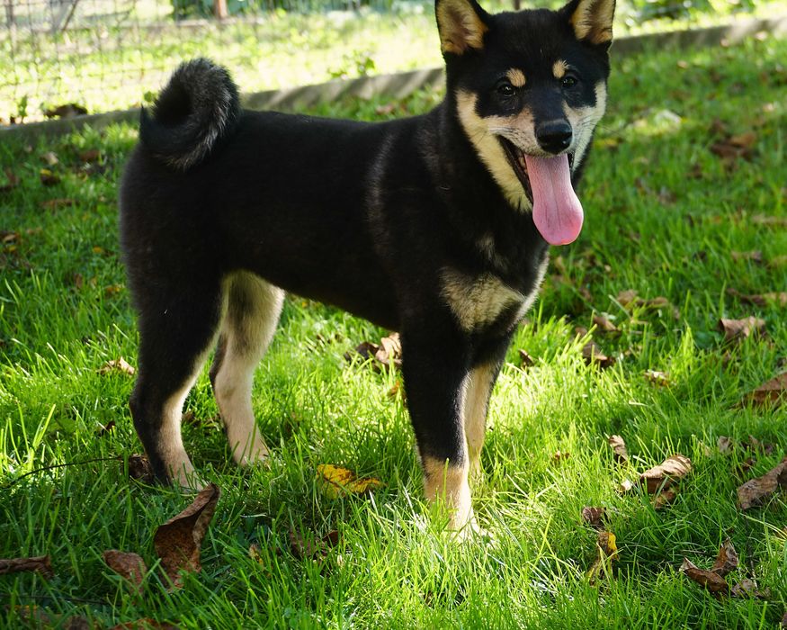 shiba inu czarna suczka szczeniaczek