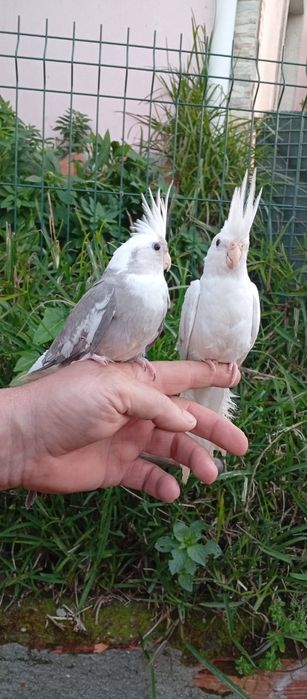 Caturras criadas a mão e domesticadas
