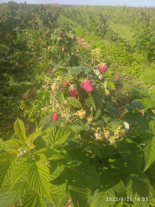 Саджанці малини Еріка