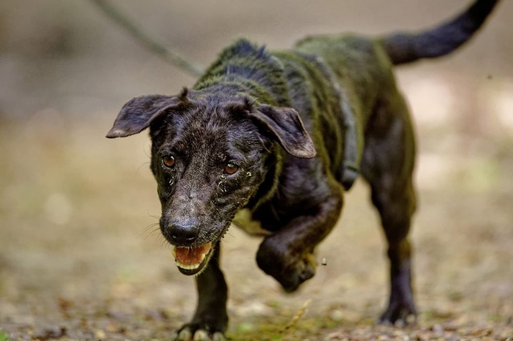 Raki, bardzo źle mu w schronisku, adoptuj