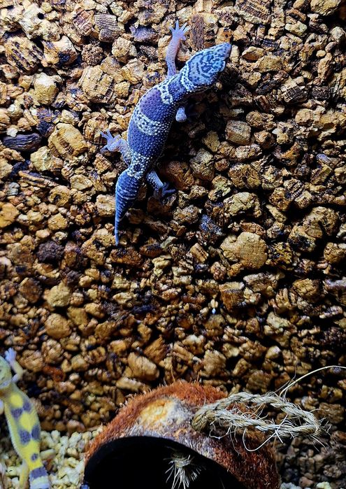 Gekonki lamparcie samice