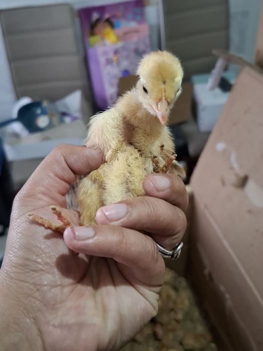 Pintinhos bebés para desocupar