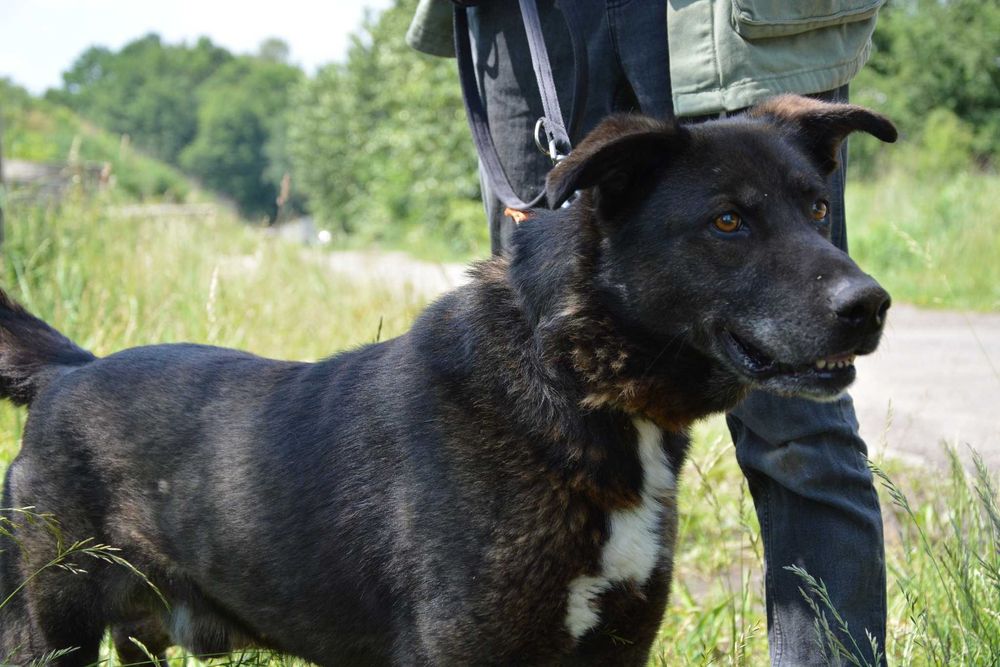 Vuk - Mimo swojej postury jestem z natury spokojnym psem